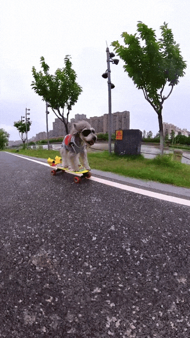 Wearing sunglasses to play skateboard dog AP