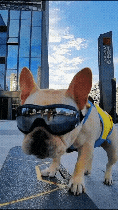 Wearing sunglasses to play skateboard dog Potato