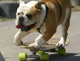 Amazing Skateboarding Dogs